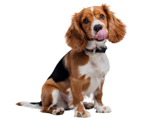 Cute little smiling purebred spaniel dog sitting and licking. Pet puppy portrait against transparent background. Concept of movement, joy, playing, pets love, animal life, pet dogs hair friend paw.