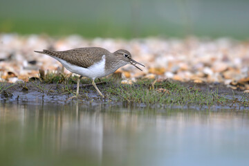Flussuferläufer Actitis hypoleucos