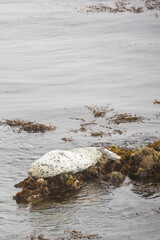 Seal laying on rocks in the ocean