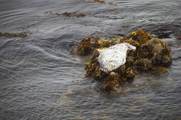 Seal laying on rocks