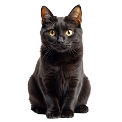 Fototapeta premium Black cat Isolated on transparent background.