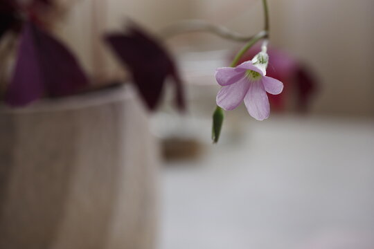 Flor de oxalis triangularis morada