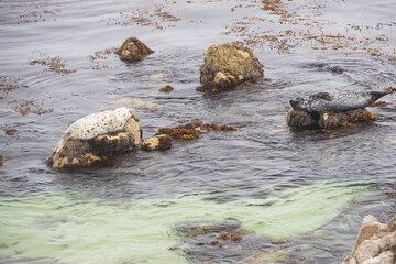 Seal laying on rocks