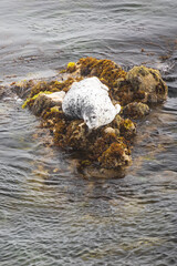 Seal laying on rocks