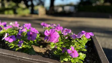 Obraz premium ピンクの花