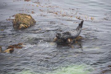 Seal laying on rocks