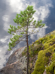 landscape with pine tree on rocks on forest lake