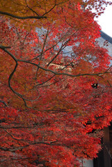 Autumn trees in japanese garden / 燃える紅葉，色づき始めの様子