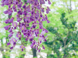 新緑の中で咲く藤の花