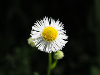 白いハルジオンの花