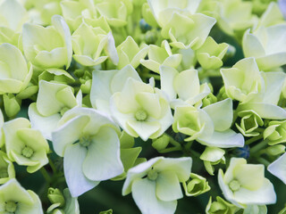 白と緑の紫陽花の花のクロースアップ
