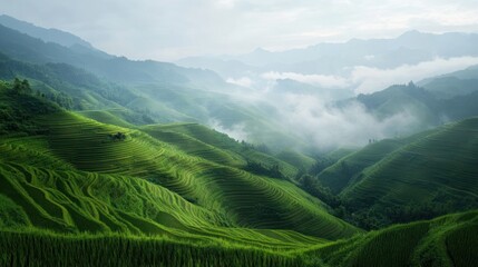 Lush green rice terraces in the misty mountains.