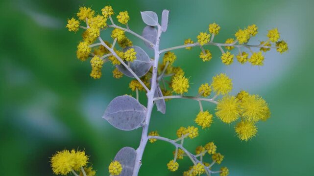 Delay photography of flowering of silver leafed golden acacia