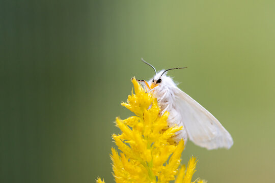 White Satin Moths, Leucoma salicis, on yellow Amaranth