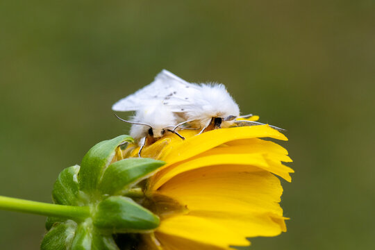 White Satin Moths, Leucoma salicis, on Coreopsis Tickseed