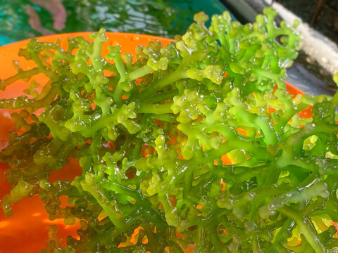 Seaweed or Sea moss or Guso or Eucheuma Cottonii in green color background. Stock photo.