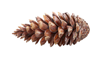 A raw pine nut with a transparent background.