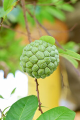 Fototapeta premium A ripe custard apple, with its unique bumpy texture and vibrant green color 