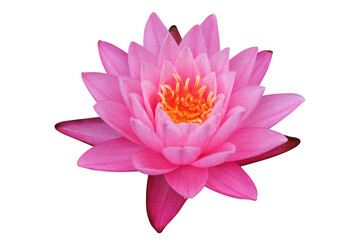 Pink Lotus flower isolated on transparent background png file