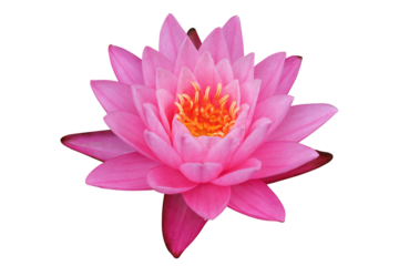 Pink Lotus flower isolated on transparent background png file