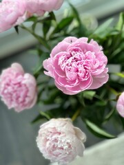 Peony flowers. A bouquet of pink flowers