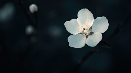 Obraz premium Single white flower glowing softly against a deep, dark backdrop, showcasing nature's purity