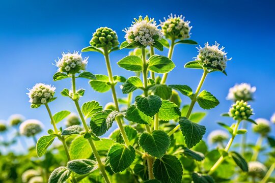 A delicate Ajwain plant with small white flowers and oval-shaped leaves growing in a well-maintained garden bed against