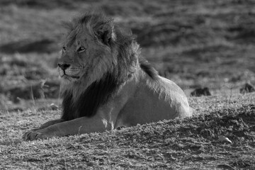 Black and white photo of solitary lion close up seen on safari in Botswana