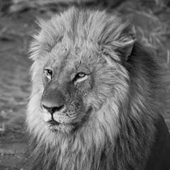 Black and white photo of solitary lion close up seen on safari in Botswana