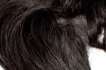Fototapeta premium Close-up of healthy and clean black hair. Lock of hair.