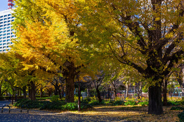 Naklejka premium 日本の風景・秋 東京都千代田区 紅葉の日比谷公園