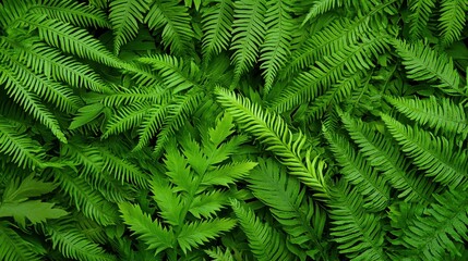 Lush Green Fern Leaves Texture Background Pattern