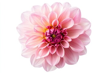 Fototapeta premium Blooming pink flower of a dahlia isolated on white background, close-up in studio , ai