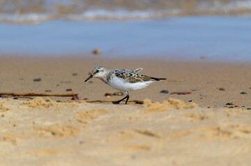 A Semipalmated Sandpiper at Seney National Wildlife Refuge, at Whitefish Point on Lake Superior, near Paradise, Michigan.