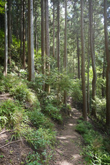 Fototapeta premium 日本の杉森