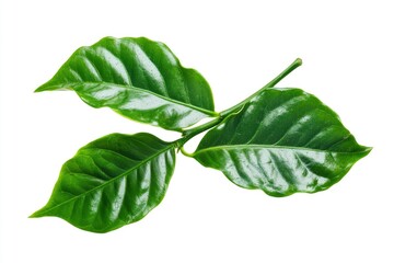 Fototapeta premium Green coffee leaves isolated on a white background, ai