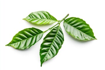 Obraz premium Green coffee leaves isolated on a white background, ai