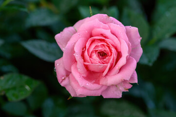 A pink rose with water droplets on its petals blooms in the garden.