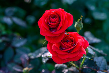 A red rose with water droplets on its petals blooms in the garden.