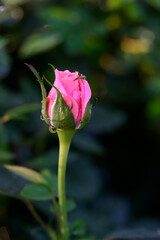 A pink rose with water droplets on its petals blooms in the garden.