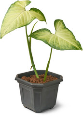 green and yellow arrowhead or goosefoot plant vine grown in black pot isolated white background, popular houseplant with arrow shaped leaves