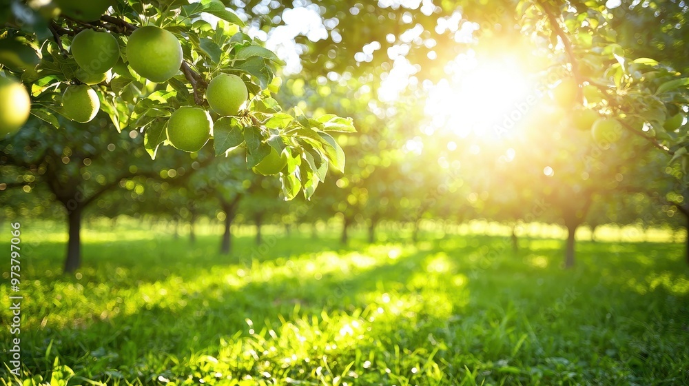 Wall mural green apples on tree branch in orchard with sunny bokeh