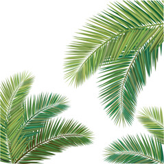 Composition of Coconut leaves