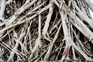 big tree root in the jungle wild. amazing banyan root in deep tropical forest. A old tree has root for natural background