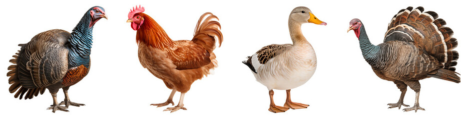 Fototapeta premium Set of birds animal family, chicken, turkey, duck, full body shot, isolated on transparent background
