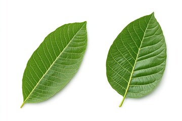 Fototapeta premium Walnut leaves collection. Leaves top view isolated. Green walnut leaf on white background. Flat lay leaf with clipping path. Full depth of field. Perfect not AI walnut leaf, true photo, ai