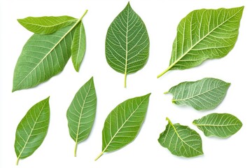 Fototapeta premium Walnut leaves collection. Leaves top view isolated. Green walnut leaf on white background. Flat lay leaf with clipping path. Full depth of field. Perfect not AI walnut leaf, true photo, ai
