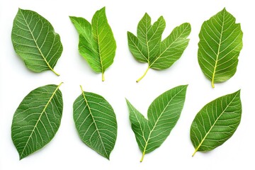 Fototapeta premium Walnut leaves collection. Leaves top view isolated. Green walnut leaf on white background. Flat lay leaf with clipping path. Full depth of field. Perfect not AI walnut leaf, true photo, ai