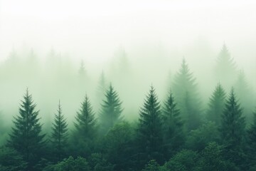 Fototapeta premium Evergreen coniferous trees shrouded in fog in forest
