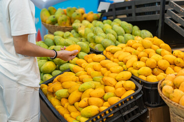 Selecting Fresh Mangoes in Grocery Store
